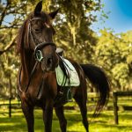 Equine and Farm Branding