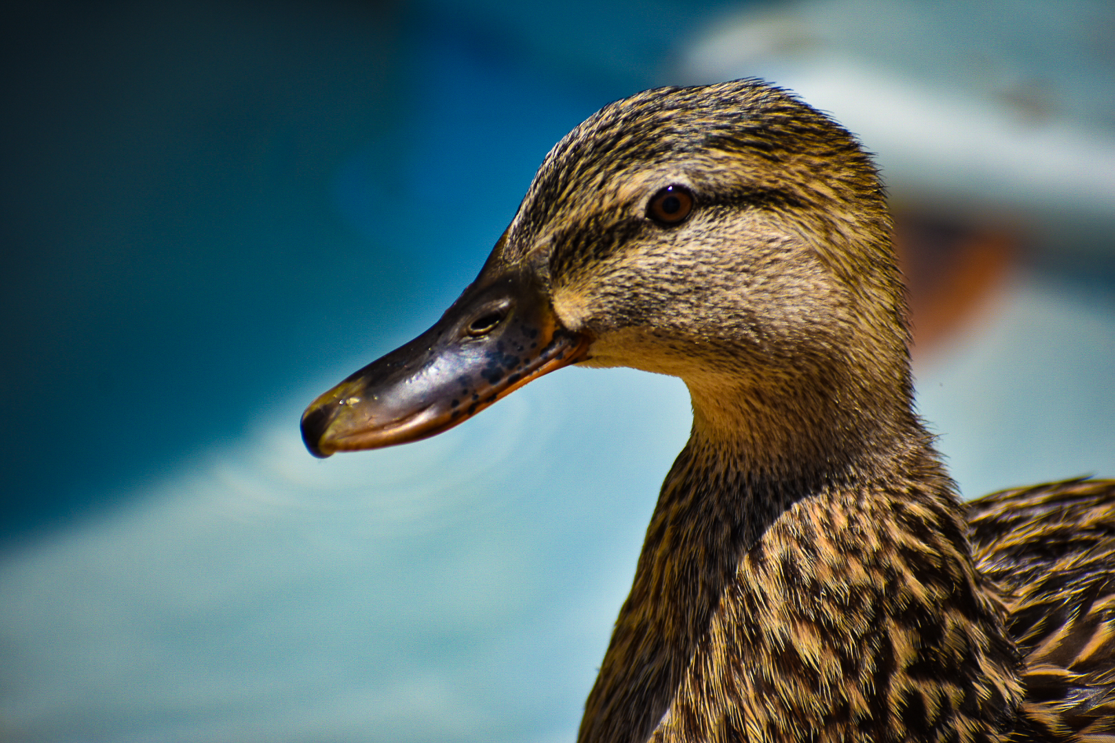 Why I’m Saying “No” to the Easter Bunny: The Dark Side of Animal Mini Sessions